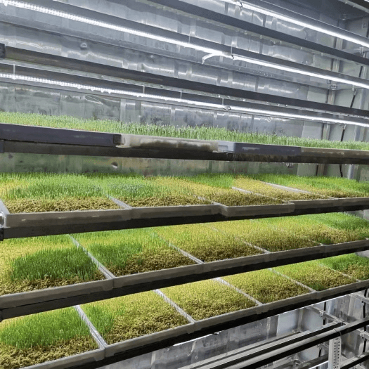 Is Hydroponic Fodder Suitable for Feeding Different Types of Livestock?