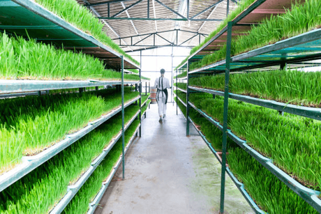 hydroponic barley fodder.png