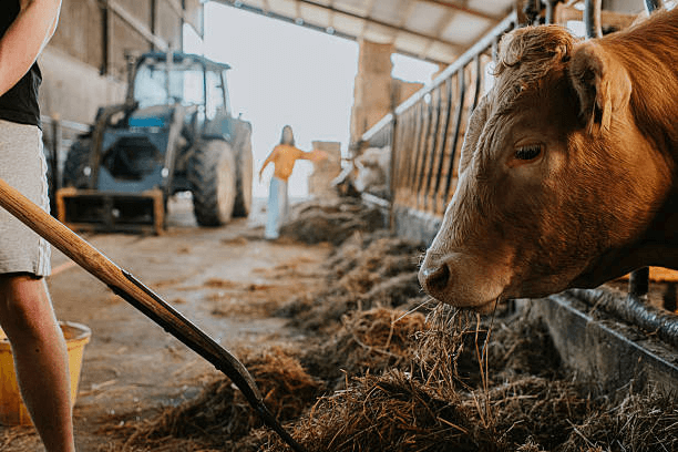 What Is the Optimal Moisture Content for Silage?