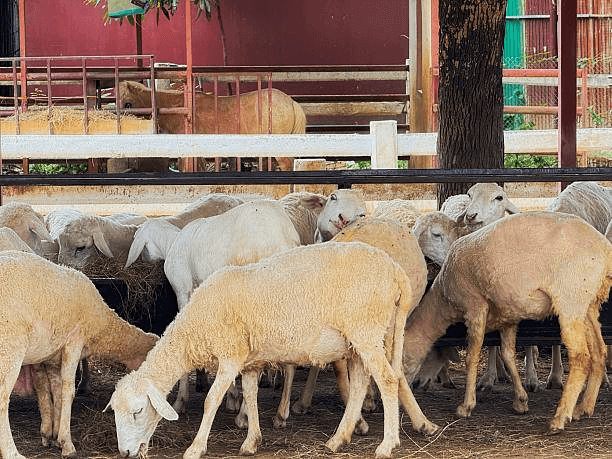 How Should Feed Structure for Sheep Be Adjusted Across Seasonal Changes?