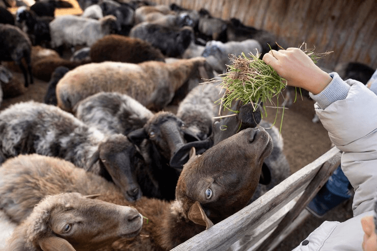 Breeding sheep breeding methods and precautions