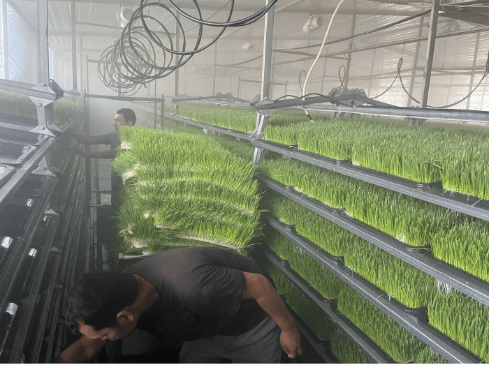 How to Grow Fodder for Chickens