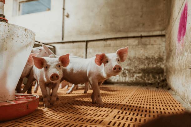Pelleted Feed versus Mash Feed: Which Is More Efficient in Fattening Pigs?