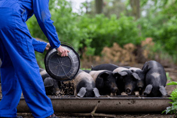 Is the Weight-Gain Effect of Fermented Feed in Pig Farms Truly Significant?