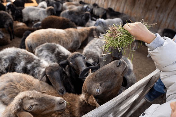 lamb_fodder_feeding.png