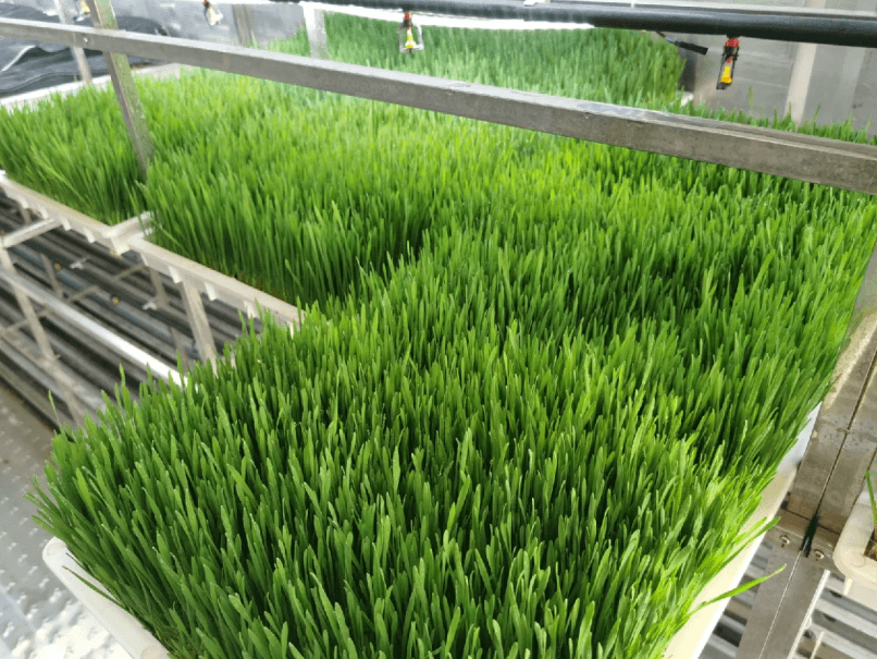 Can Hydroponic Fodder Systems Maintain Efficient and Stable Operation Over the Long Term?