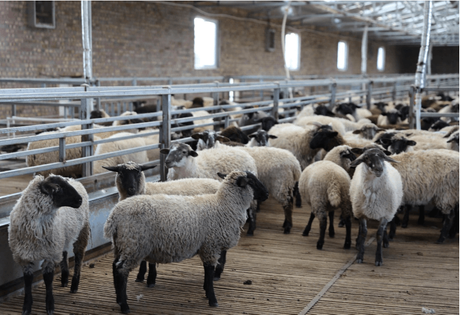livestock farming.png