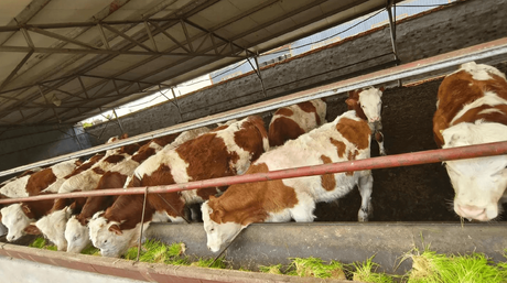 hydroponic fodder system for livestock.png