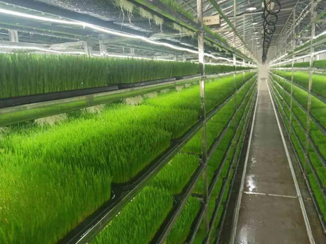 hydroponic fodder system.jpg