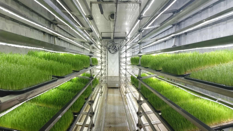 hydroponic fodder growing system.jpg