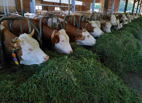 hydroponic fodder for cattle.jpg